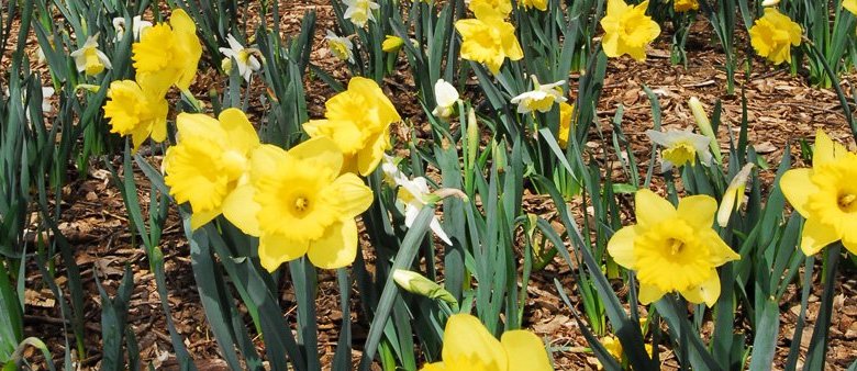 yellow daffodils in the park