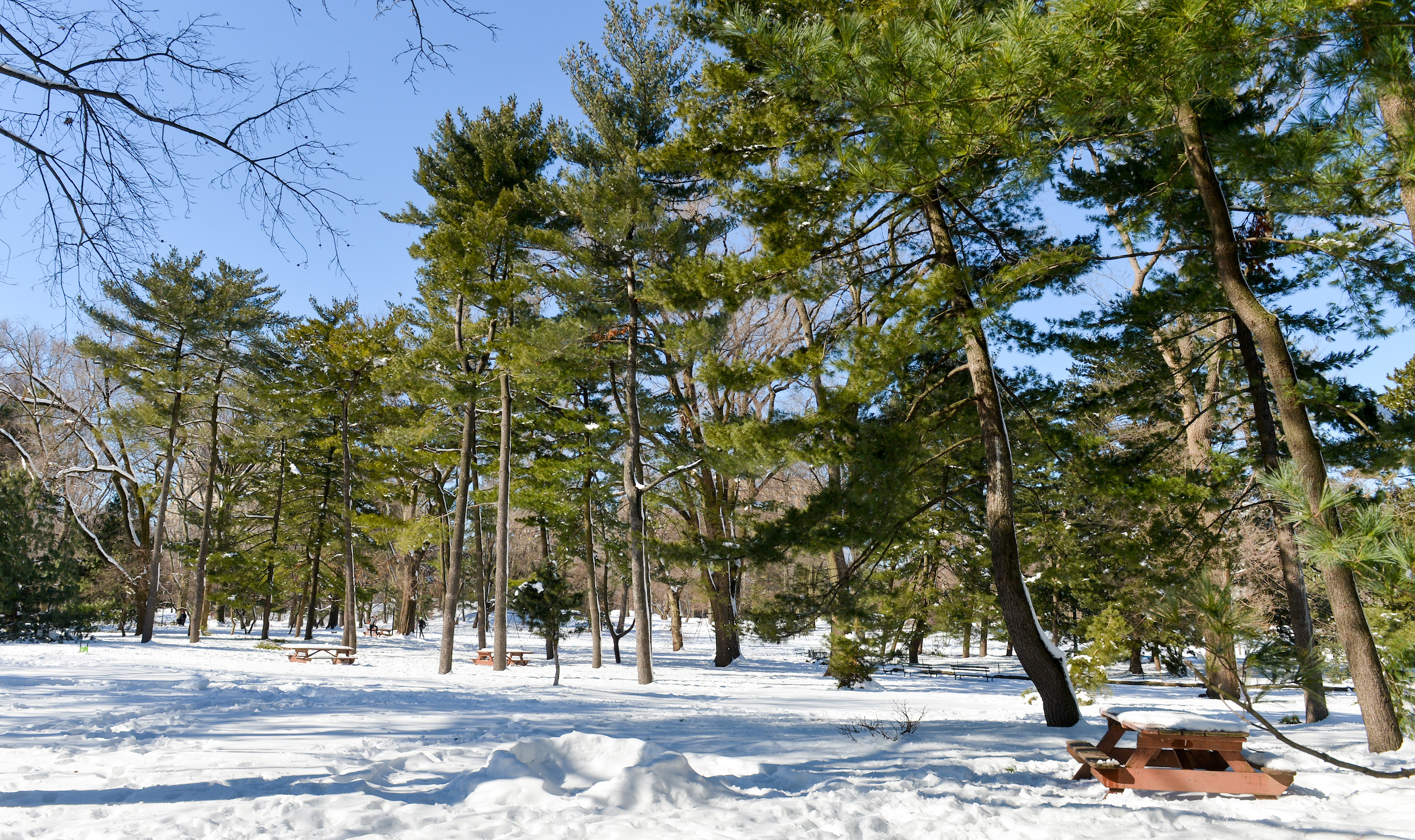 What Trees Stay Green All Year? - Exploring the World of Evergreen Trees
