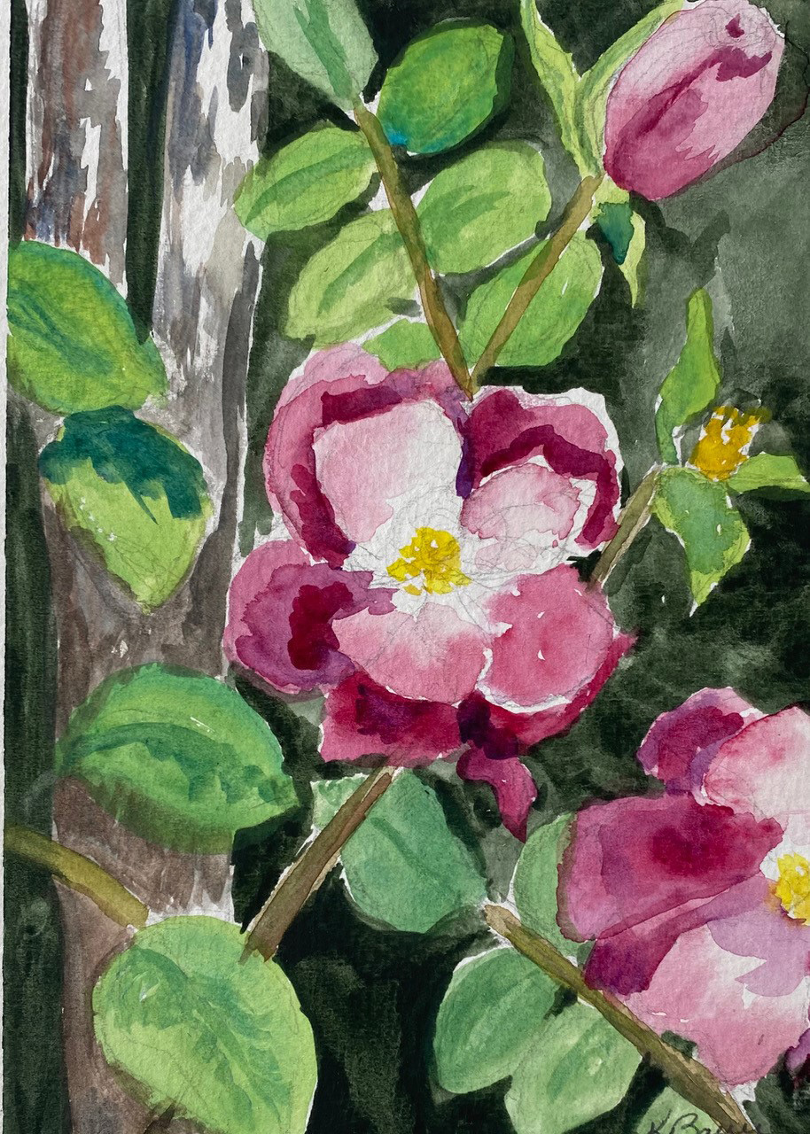 beach rose in bloom