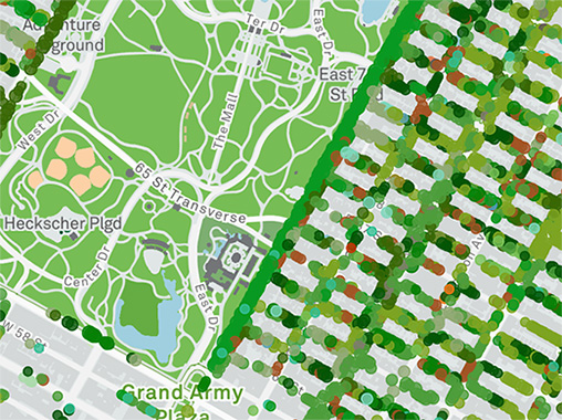 Learning Hub: Trees and Plants in New York City Parks : NYC Parks
