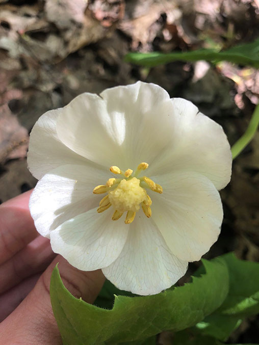 Native Flowers of New York City Spring Ephemerals NYC Parks