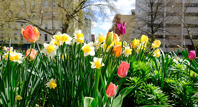 spring crossword puzzle