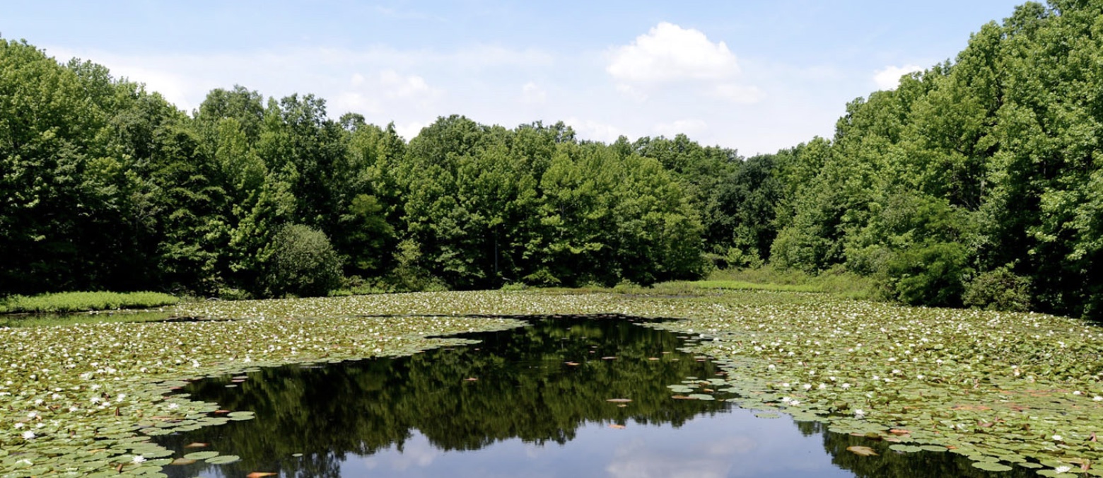 a pond covered in lily pads and surrounded by a forest