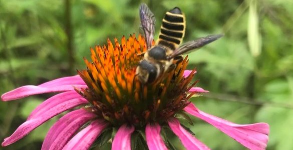 an insect on a pink flower