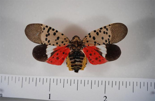 spotted lanternfly