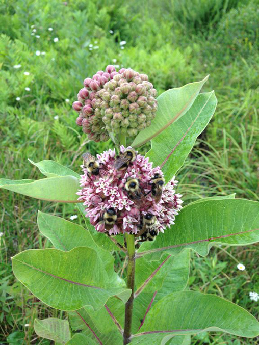 What's in a Name? SummerBlooming 'Weeds' and the Benefits of Native Plants in Parks NYC Parks