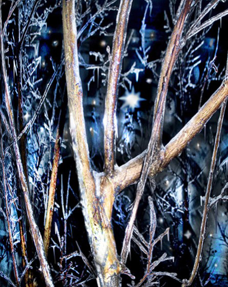 ice on twigs of a plant form intricate patterns