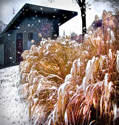 wheat colored plant near a gray building, both covered in snow