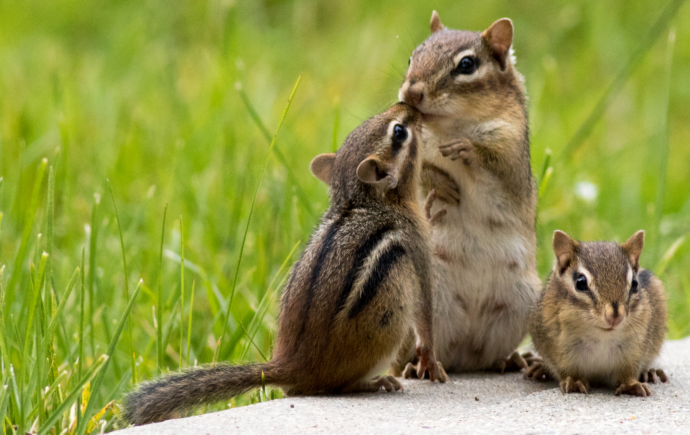 How Many Chipmunks Live Together: Surprising Social Secrets Revealed