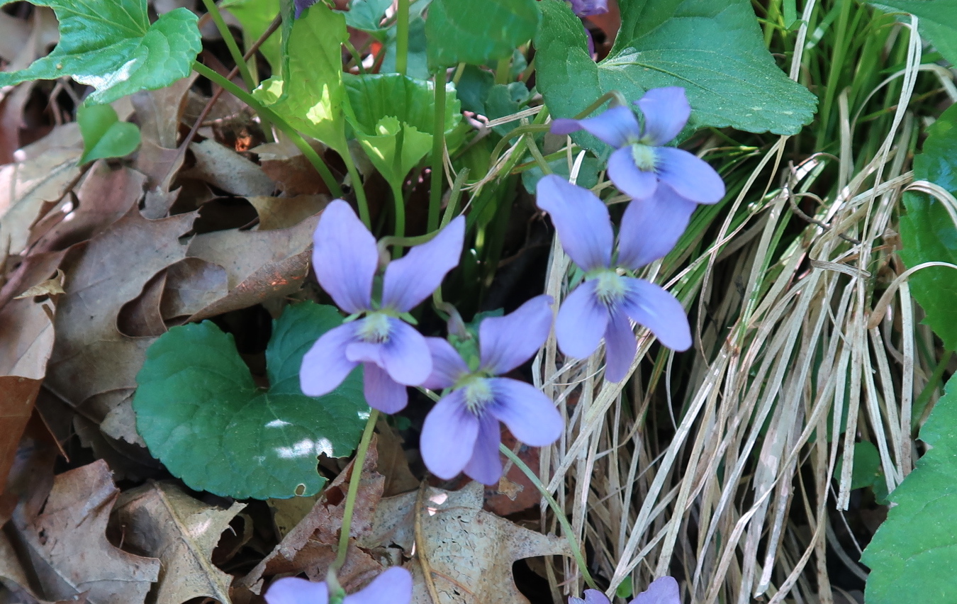 tiny purple flowers