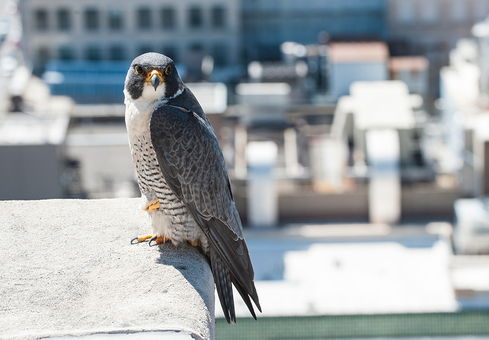 Spring and Fall Migration in New York City NYC Parks