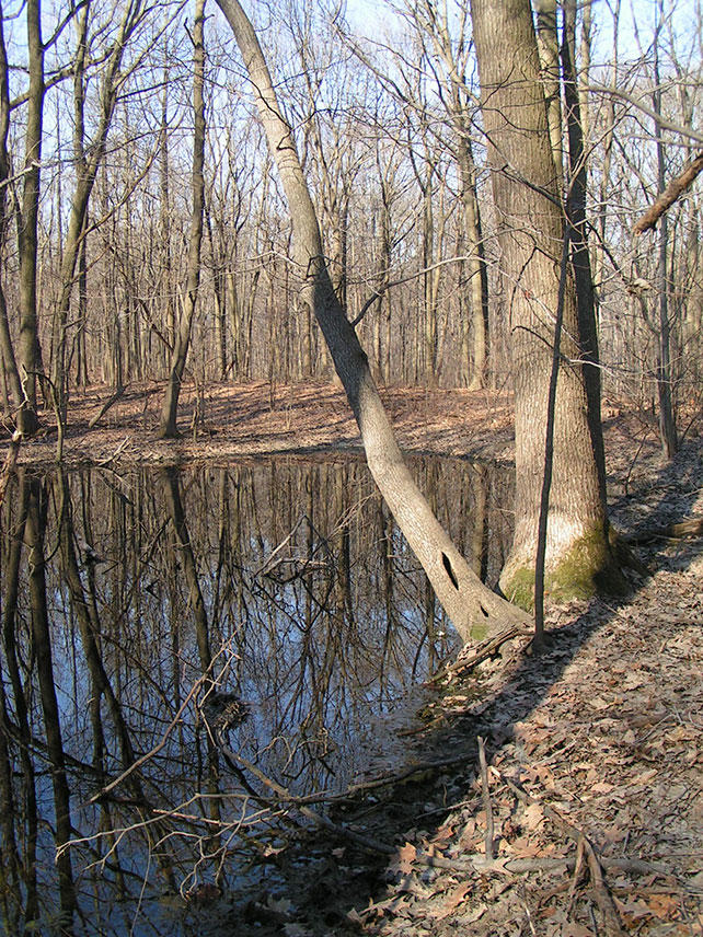 Exploring Vernal Pools in NYC Parks and How They Help Amphibians Thrive