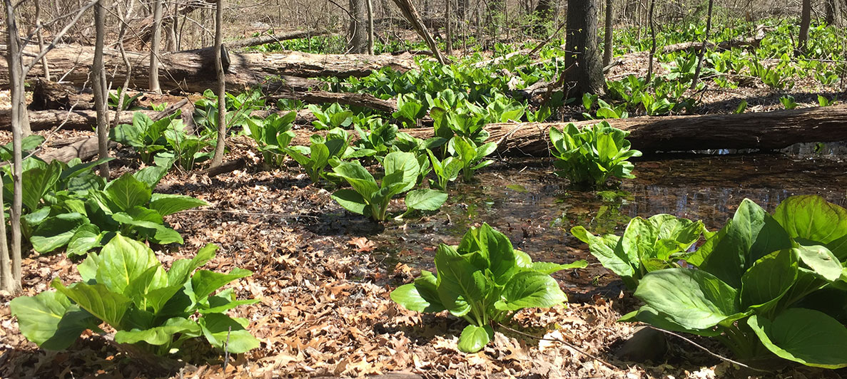 Exploring Vernal Pools in NYC Parks and How They Help Amphibians Thrive