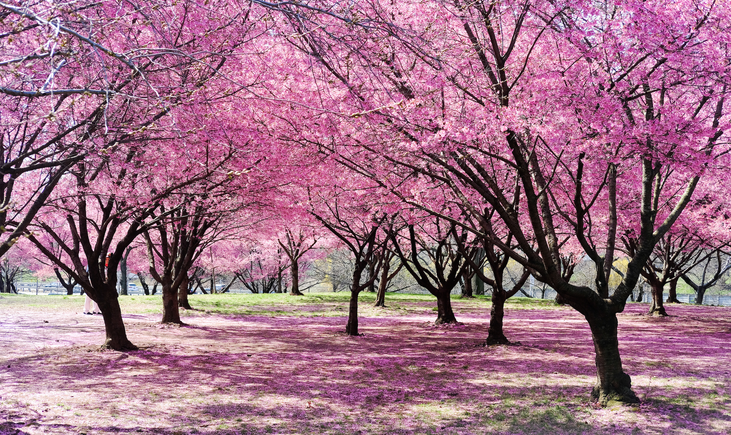 Cherry Blossom Cherry Blossom
