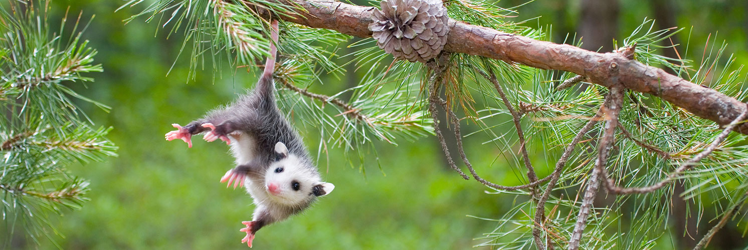 https://www.nycgovparks.org/pagefiles/176/Baby-Animals-Virginia-Opossum-banner__624f048f1bf75.jpg