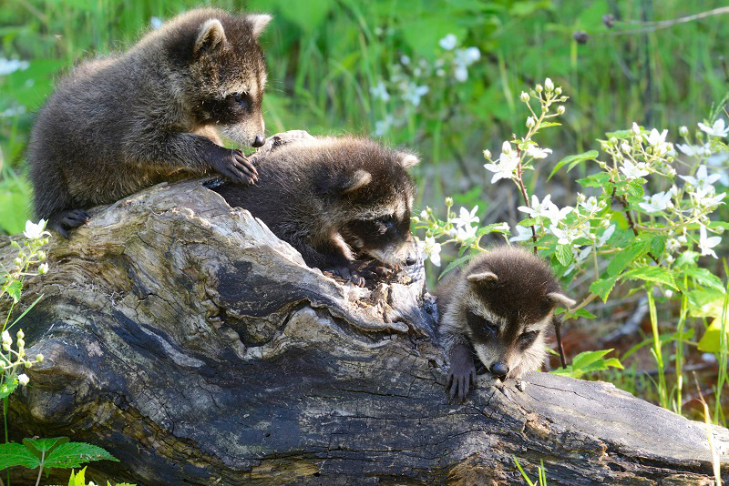 Baby Animals in New York City Parks During Spring NYC Parks