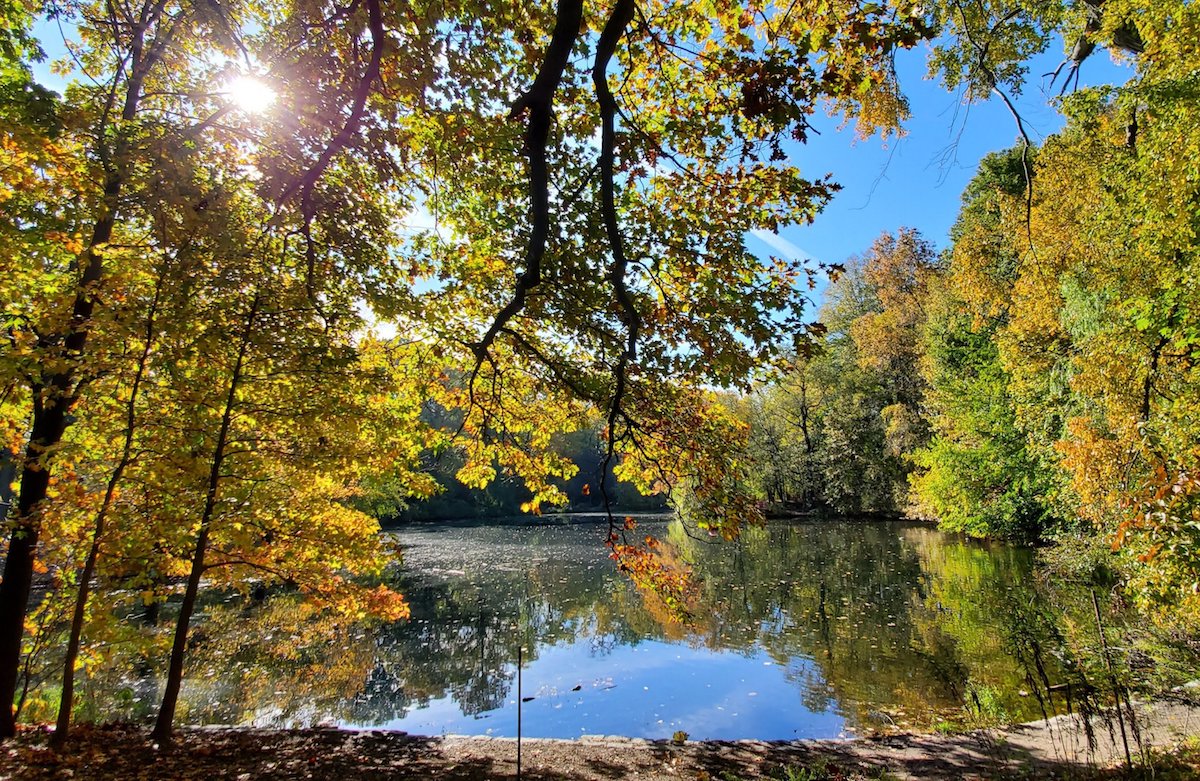 Fall Foliage In Parks : Nyc Parks – ROMO