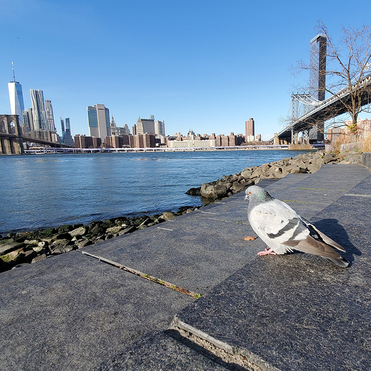 NYC’s Most Iconic Residents Pigeons NYC Parks