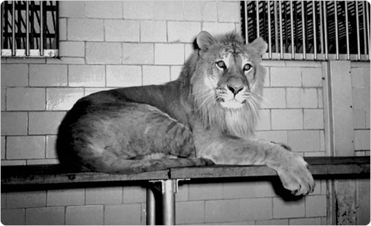 Charles the Tiglon in the Central Park Zoo, May 7, 1942. Courtesy of the Parks Photo Archives, Neg. 21480.