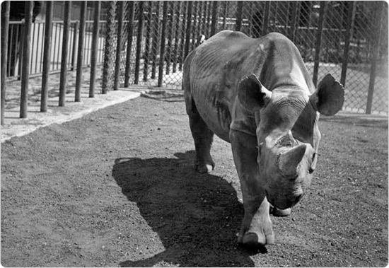 A rhinoceros approaches Parks photographer Max Ulrich as he snaps a photograph, May 4, 1937. Eventually, larger animals were removed from the zoo or given more space. Courtesy of the Parks Photo Archive, Neg. 11569.