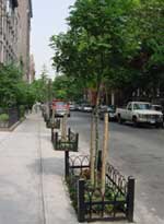 Street tree in tree pit