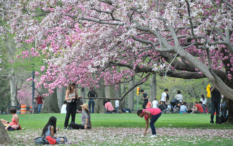 central-park-spring-bloom.jpg