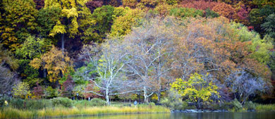 trees in a forest show off their fall colors