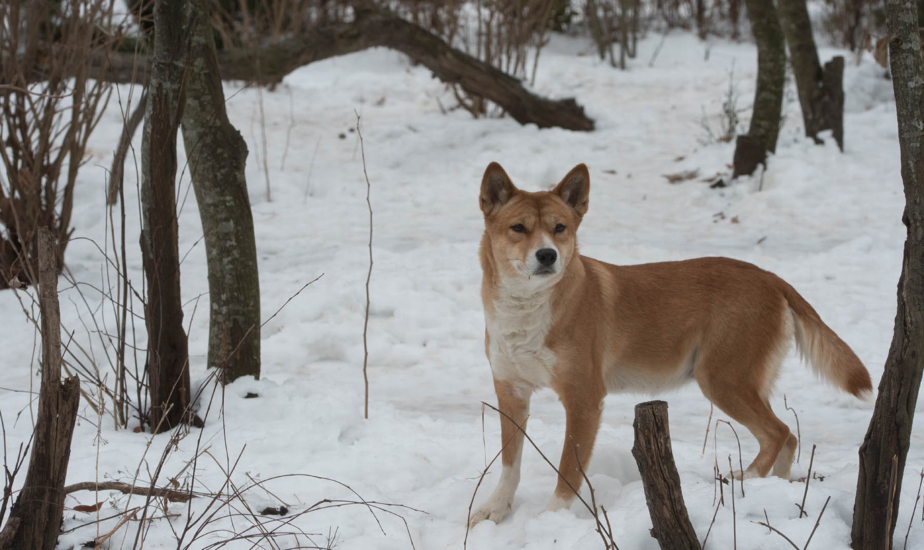 Cute Zoo Animals to See this Winter NYC Parks