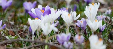 crocus in bloom on a lawn