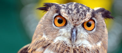 an owl in the park