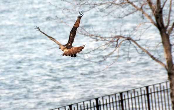 Prospect Park Discover Nature Tours Nyc Prospect Park Discover Nature Tours Nyc