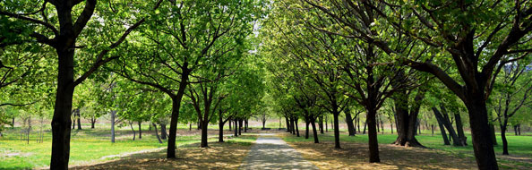milliontreesnyc nyc parks
