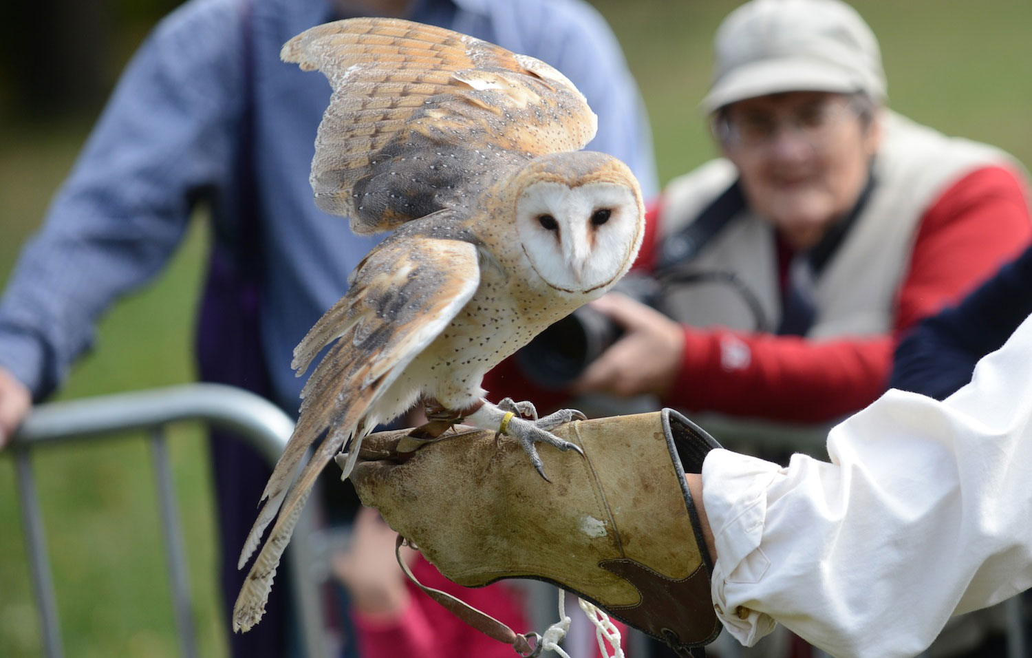 Places To Go Birding Owls Nyc Parks