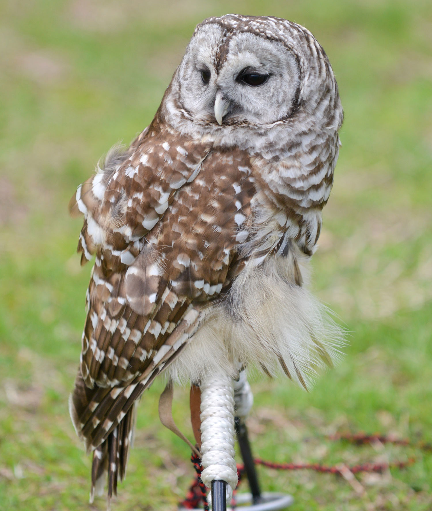 nyc owls barred owl lg