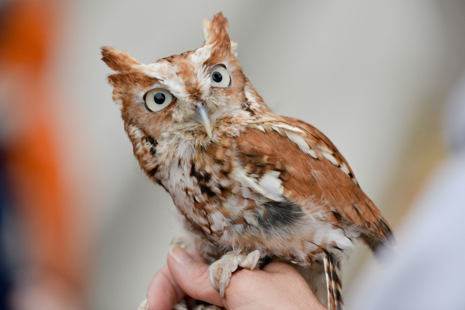 nyc owls eastern screech owl lg