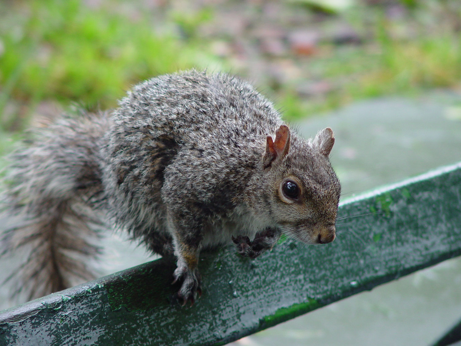 Urban Wildlife : Urban Park Rangers : NYC Parks