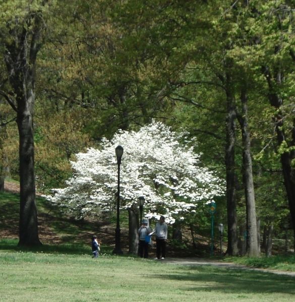 Highland Park Images NYC Parks