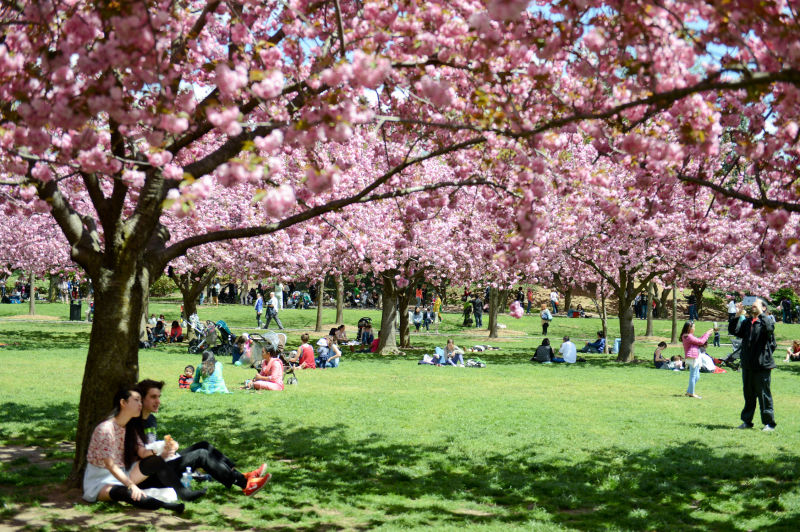 Brooklyn Botanic Garden Highlights Nyc Parks