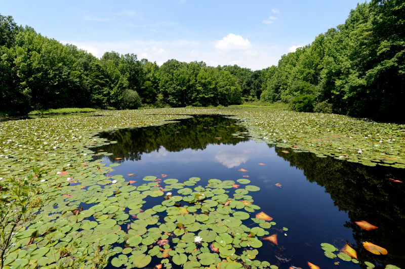 Blue Heron Park Images Nyc Parks Blue Heron Park Images Nyc Parks