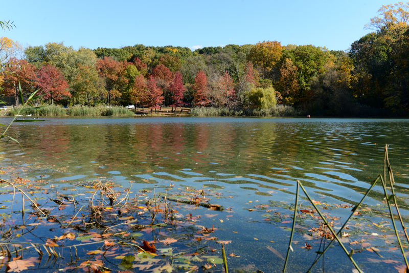 Alley Pond Park Images NYC Parks