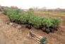 MillionTreesNYC planting in Kissena Corridor Park