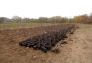 MillionTreesNYC planting in Kissena Corridor Park