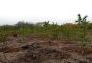MillionTreesNYC planting in Kissena Corridor Park