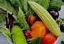 2009 GreenThumb Harvest Fair