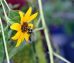 Flower with bee