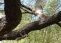 Hawk vs. Squirrel in Union Square Park