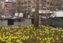 A field of daffodils