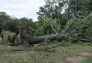 September 2010 Storm Damage