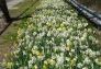 A long stretch of daffodils