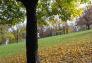 Fall in Parks